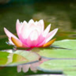 Meet your Posher, Knowsoul